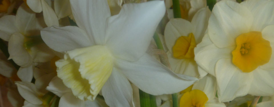 Lunnon Farm Daffodils Sale Scilly